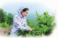 腾龙集团,油茶莳植生产加工销售,植物油莳植生产加工销售