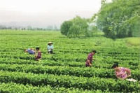 腾龙集团,油茶莳植生产加工销售,植物油莳植生产加工销售