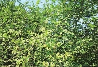 腾龙集团,油茶莳植生产加工销售,植物油莳植生产加工销售